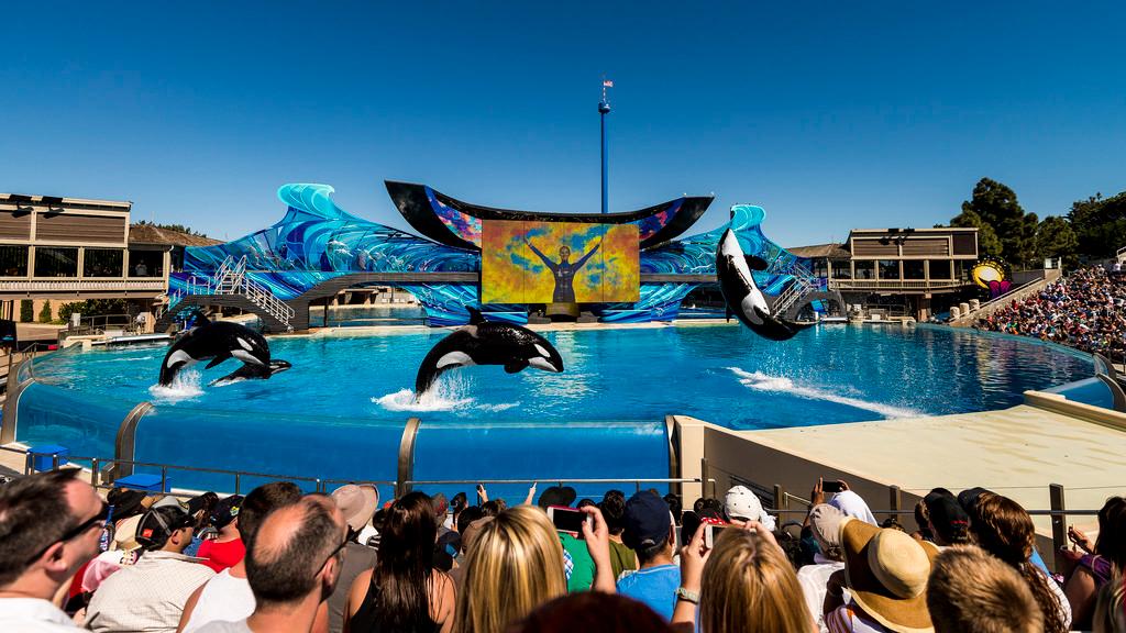 SeaWorld San Diego Crowd Tracker Is It Packed? RealTime Crowd
